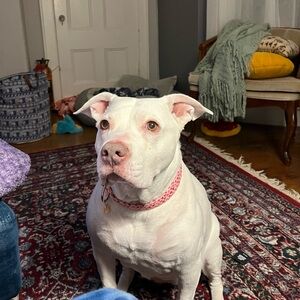 Rescued mixed pet. Her name is Nugget.